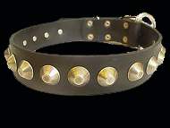 Boxer collar