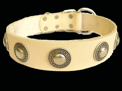 Boxer leather collar