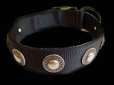 Nylon dog collar