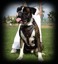 boxer harness