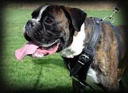 Boxer harness