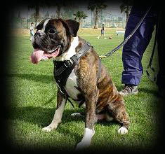 boxer harness