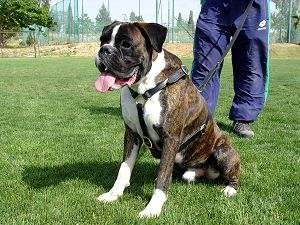 Boxer harness