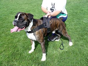 Boxer harness