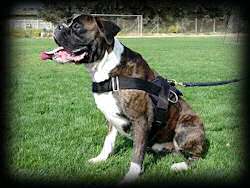 Boxer harness