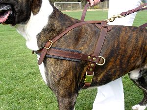 Boxer harness